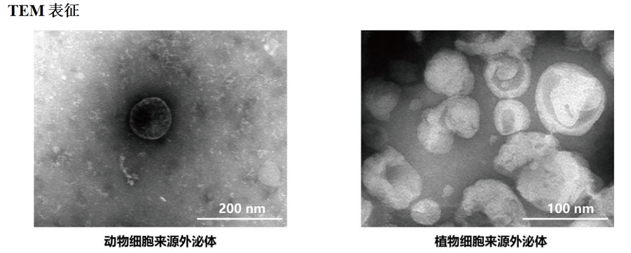 铁皮石斛图片2.png