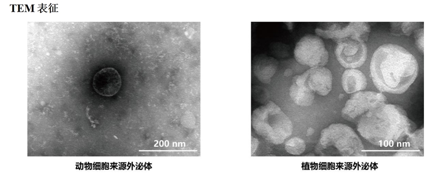 椰子图片3.png