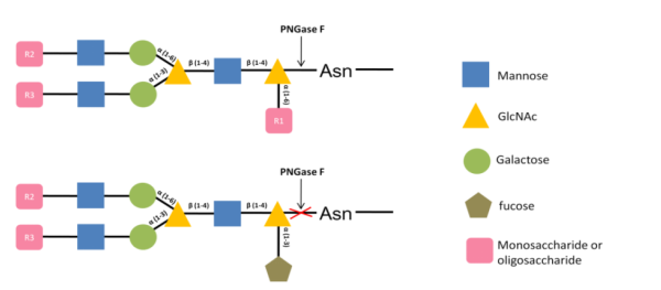 PNGase F 2.png