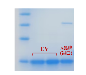 PNGase F 3.png