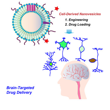 Cell-Derived Nanovesicle-Mediated Drug Delivery To The Brain ...